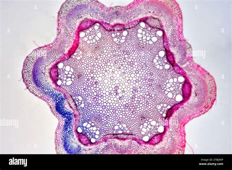 Eudicot hi-res stock photography and images - Alamy