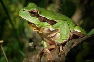 Image result for Many Tree Frogs