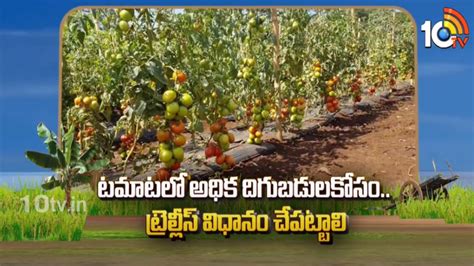 Tomato Cultivation : ట్రెల్లిస్ పద్ధతిలో టమాట సాగు - అధిక దిగుబడులకు ...