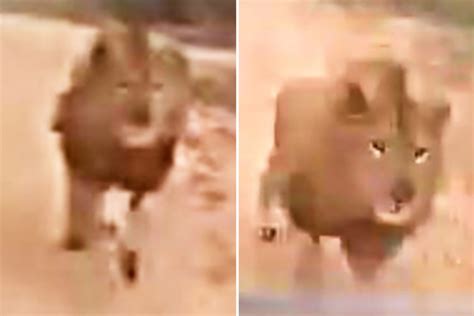 Image result for Terrifying Lion Encounters