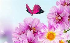 Wallpaper Of Pink Flower by Wallpapers Pink Flowers Wallpapers Wallpaper Of Pink Flower