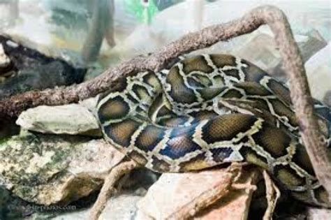 Haifa Zoo, haifa, Israel - Top Attractions, Things to Do & Activities ...