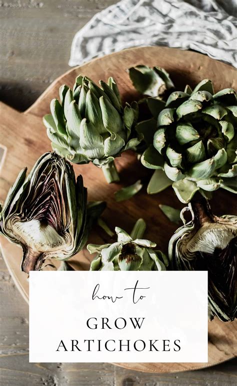 How to Grow Artichokes | Growing artichokes, Annual plants, Organic compost