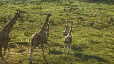 Nants Ingonyama Bagithi