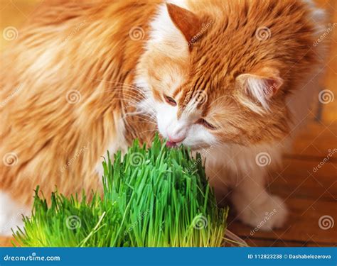 成人红色猫吃发芽的草 库存照片. 图片 包括有 成人红色猫吃发芽的草 - 112823238