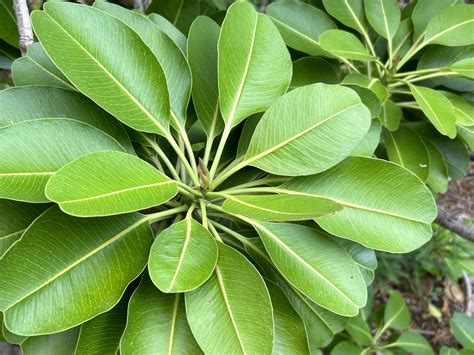 Native Hawaiian Plants: My Plant ID Guide — noahawaii