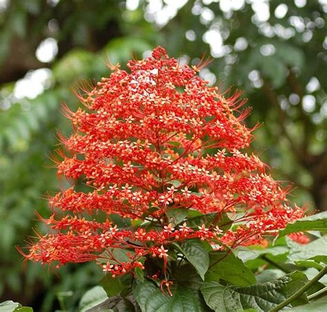 Creative Farmer Plants Balcony Pagoda Flower/Hanuman Kireedam Krishna ...