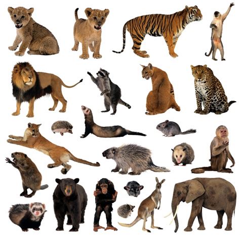 森林动物种类图片 - 站长素材