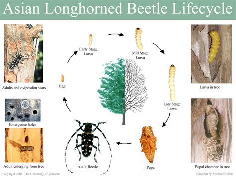 Asian Longhorned Beetle Life Cycle Citrus Longhorn Beetle: