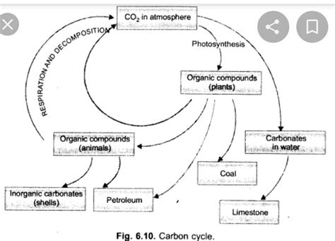 explain process of carbon cycle in detail through this diagram - Brainly.in