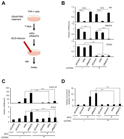DNA Damage Regulates Senescence-Associated Extracellular Vesicle ...