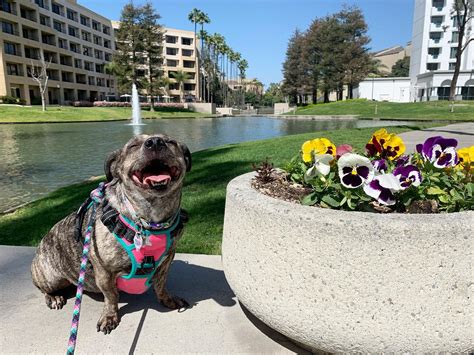 Are Dogs Allowed At Costa Mesa Swap Meet