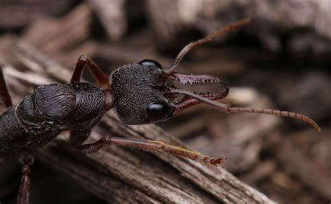 Great Southern Bioblitz with the Bugs in the Yalukit Willam Nature ...