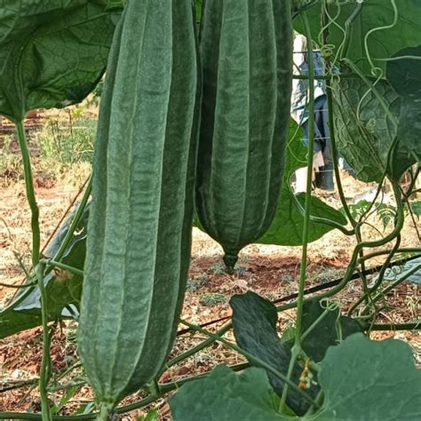 Ridge Gourd Long Seeds - OG – The Seed Store (India)