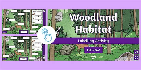 Interactive Woodland Habitat Labelling Activity | Twinkl Go!