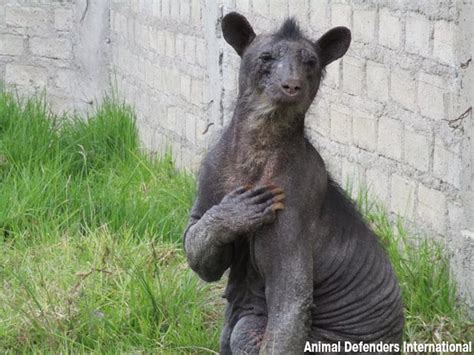 Hairless Bear - Mirror Online