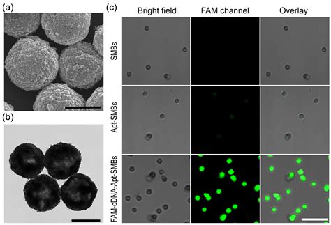 Ultrasensitive Ochratoxin A Detection in Cereal Products Using a ...