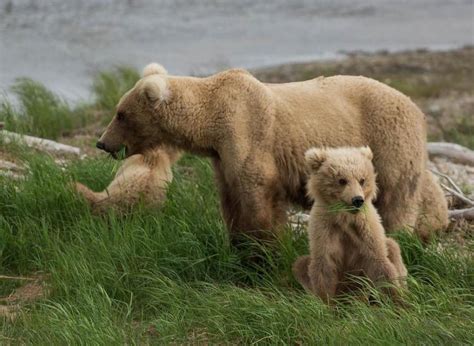 Image result for Springtime Baby Animals