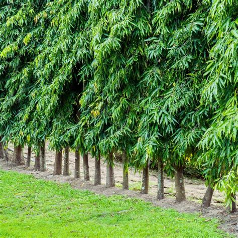 Ashoka Pendula Tree (Polyalthia Longifolia) - Plant – Lalit Enterprise