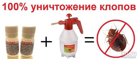 Багульник от клопов - рецепты для уничтожения клопов в помещении