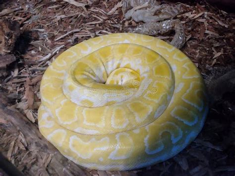 Image result for Indian Python Snake