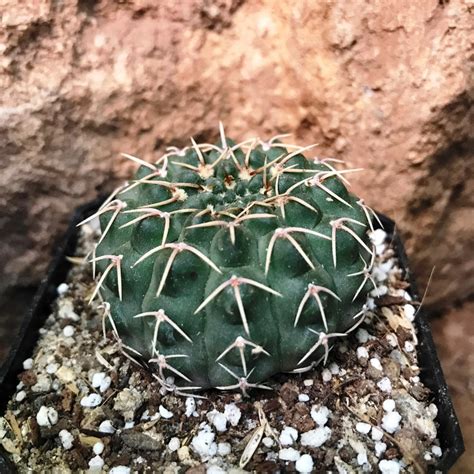 Gymnocalycium Bodenbenderianum x Hybrid Cactus Plant