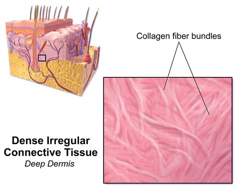 Dense Irregular Connective Tissue - Biology Simple