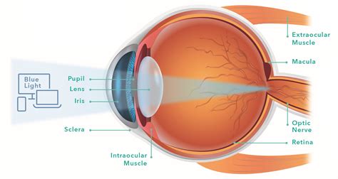 Types of Vision 的图像结果