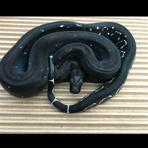 Retic Python Pet 的图像结果