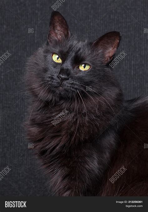 Best Brush For Turkish Angora Cat at Alan Darlington blog