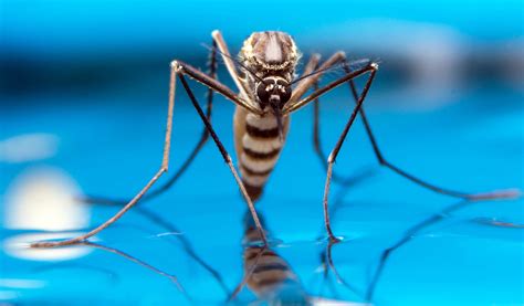 Mosquitoes discovered living in Iceland for the first time ever - Earth.com