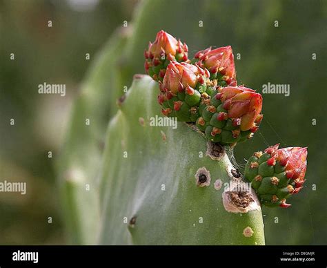 A Beavertail cactus (Opuntia basilaris) is shown in the Wild Animal ...