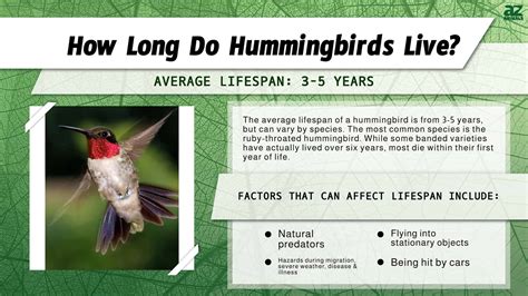 What Is A Hummingbird's Lifespan at Darrell Coria blog