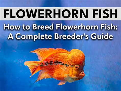 How to Breed Flowerhorn Fish: A Complete Breeder's Guide