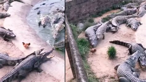 Chicken outsmarts bask of crocodiles, leaves them high and dry; watch