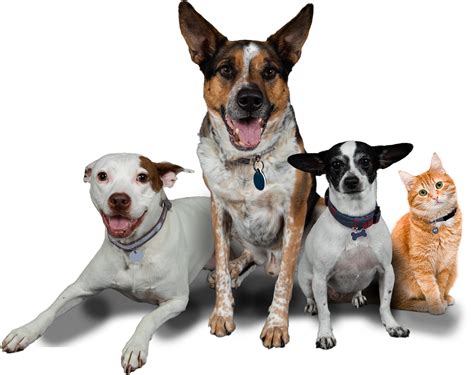 Homepage - Humane Society of Boulder Valley