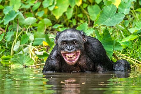 Rainforest Habitats Facts at Abbie Patterson blog