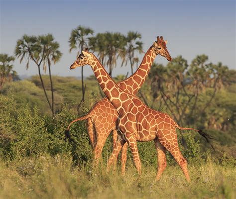 Wildlife 的图像结果