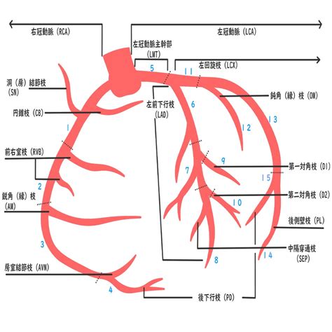 冠動脈番号（AHA分類） | スキマ - イラスト依頼・キャラ販売ならSKIMA
