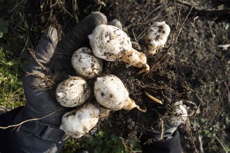 How to Grow Jerusalem Artichokes (Sunchokes)