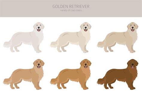A lot of Golden Retrievers aren’t golden. | Chipper & Coco
