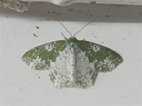 Eucyclodes divapala complex | Moths