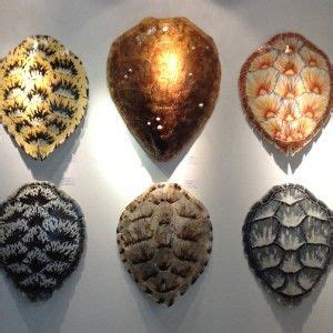 Loggerhead Turtle Shell 的图像结果