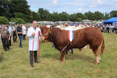 Substantial entry of sheep at Castlewellan Show 2025 | The Farming Forum