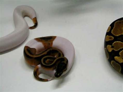 Image result for Pumpkin Pie Ball Python