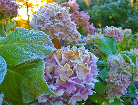 How To Care for Hydrangeas in Winter - Backyard Boss