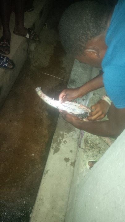 Image result for Cooked Python