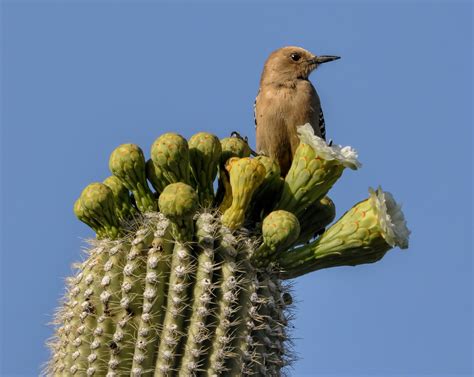 Birds in Arizona: 10 Birds with pictures - BirdWatching