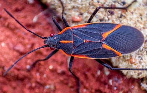 Is Dish Soap the Secret to Repelling Boxelder Bugs? Experts Break It Down