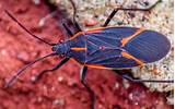 How to Get Rid of Boxelder Bugs